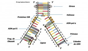 replicación del ADN 2