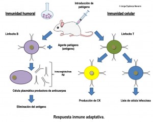 sistema inmune3